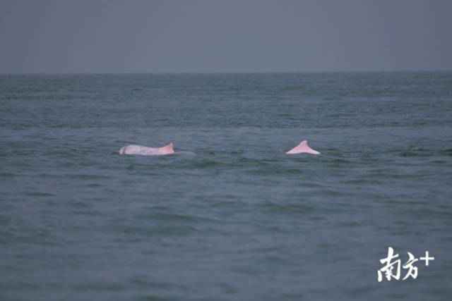 幸运！港珠澳大桥四周邂逅中华白海豚，足足10余头