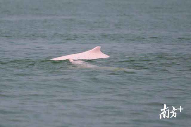 幸运！港珠澳大桥四周邂逅中华白海豚，足足10余头