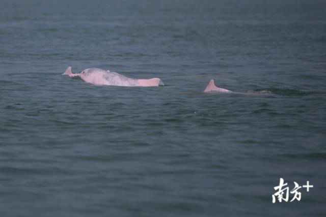 幸运！港珠澳大桥四周邂逅中华白海豚，足足10余头