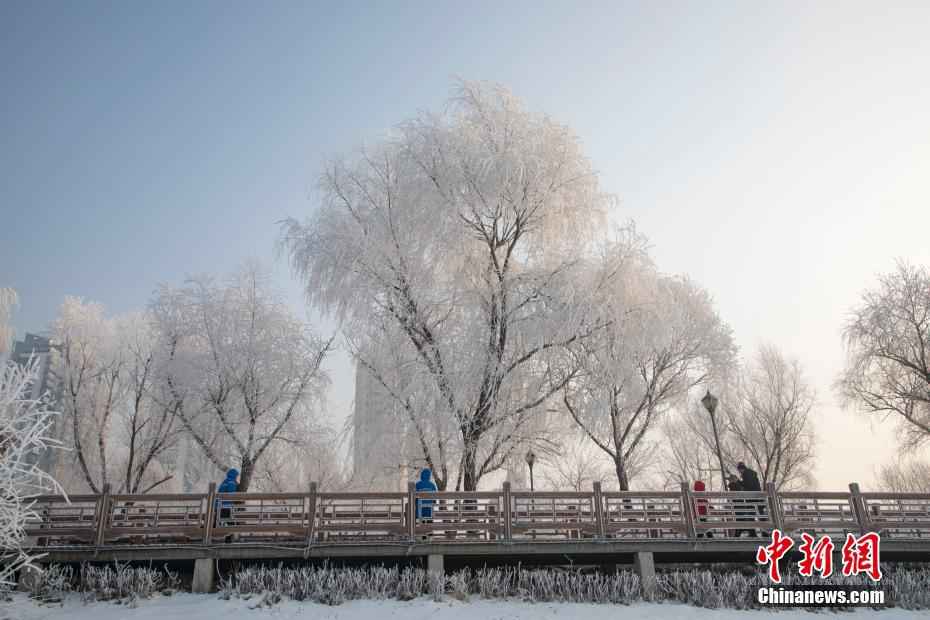 有点美 吉林松花江畔频现玉树琼花