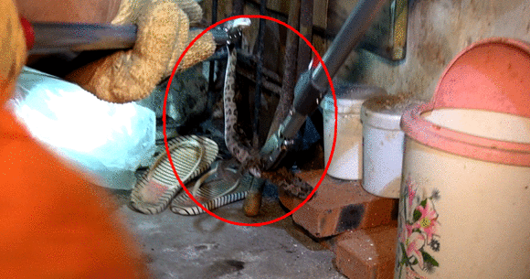 视频|“寥寂”毒蛇天黑来“串门” 消防小哥：你走！