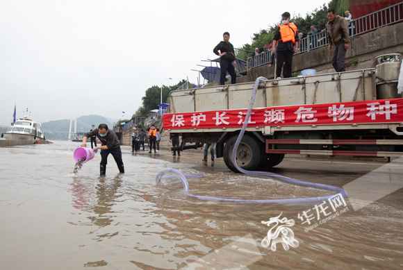 视频|望珍稀返常见！10万尾非常濒危鱼类在江津放流进入长江