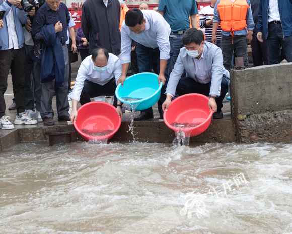 视频|望珍稀返常见！10万尾非常濒危鱼类在江津放流进入长江