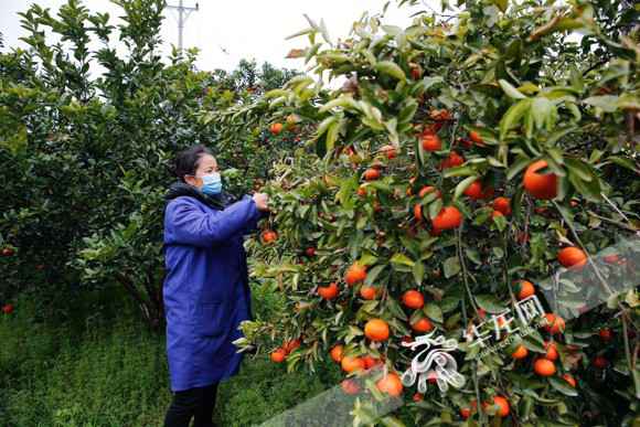 重庆摸索电商助农新模式 将开展“县长代言”、网络直播等勾当