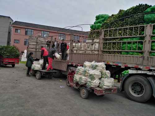 井研县牛人返乡创业园捐赠10吨“爱心蔬菜”运向武汉
