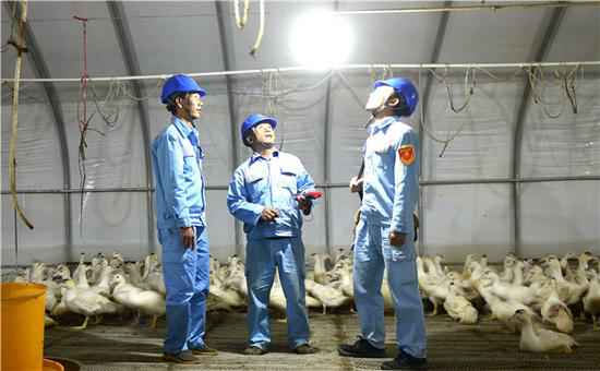 广西崇左：“电保姆”托起“鸭司令”的致富梦