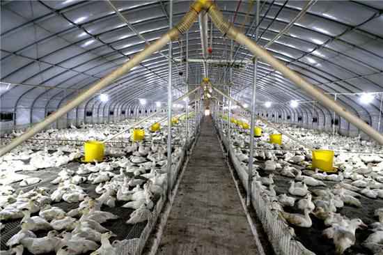 广西崇左：“电保姆”托起“鸭司令”的致富梦