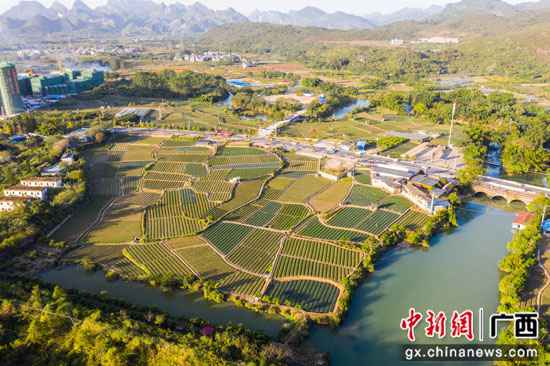 广西千年古镇大圩镇农户种植草莓忙