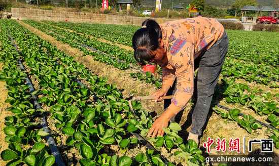 广西千年古镇大圩镇农户种植草莓忙