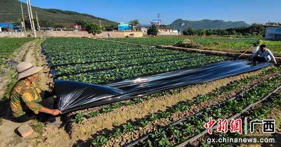 广西千年古镇大圩镇农户种植草莓忙