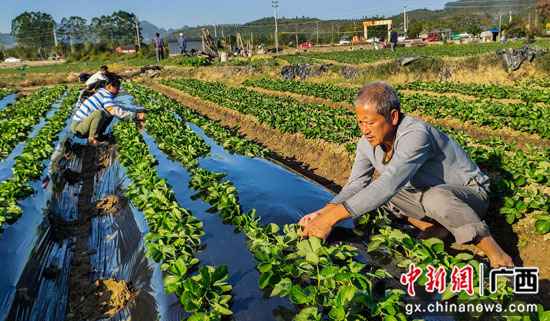 广西千年古镇大圩镇农户种植草莓忙