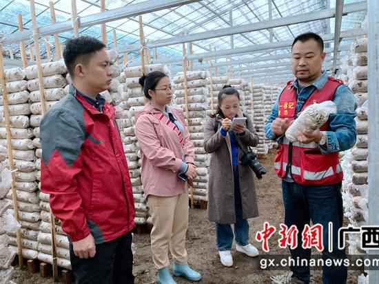 融水深山毛木耳种植助群众脱贫
