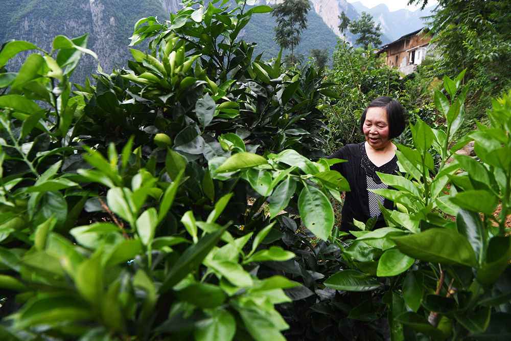 敢向绝壁要“天路”——记今世“愚公”毛相林