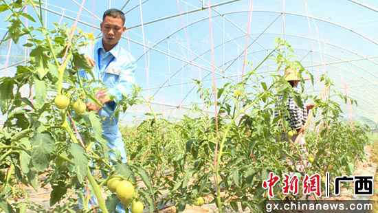 苏胜业:“他们不脱贫，我就不归去”