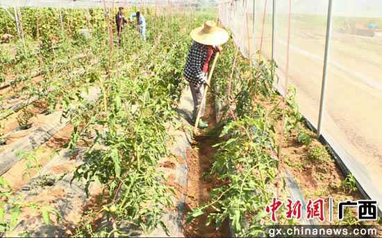 苏胜业:“他们不脱贫，我就不归去”