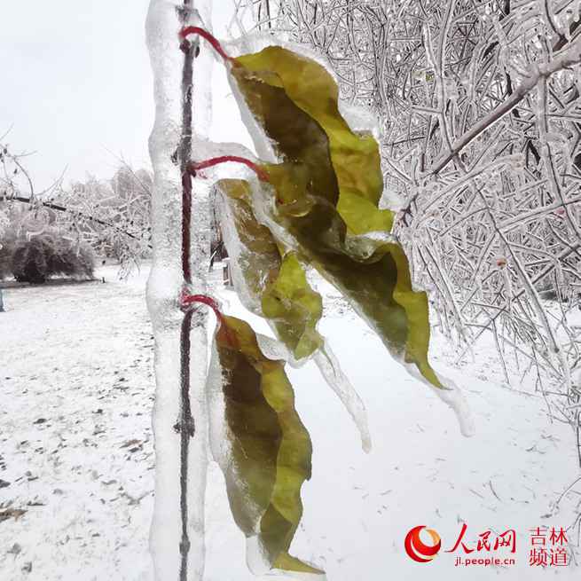 吉林省：努力应对冰冻雨雪天气！【组图】