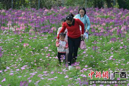 桂林灵川县浪漫花海助村民脱贫增收