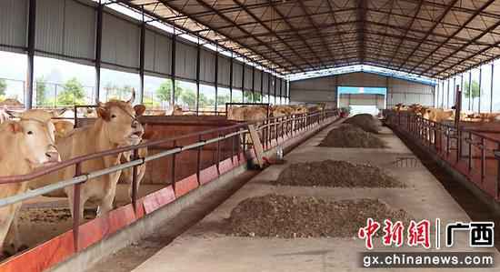 科技创新助力广西武宣县农夫念活“致富经”