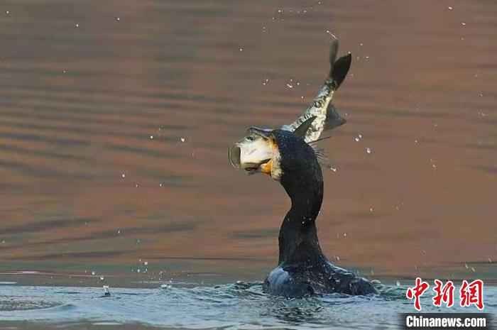四大冬候鸟在杭州西湖集结完毕 引鸟友喜好者继续不停