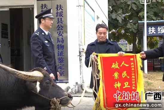 扶绥警方破获11起偷窃耕牛案