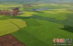 电商助农模式助力广西荔浦村子振兴