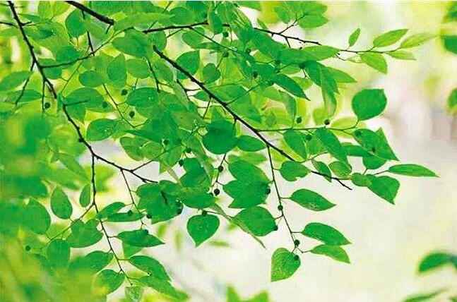 清明那一缕朴籽香