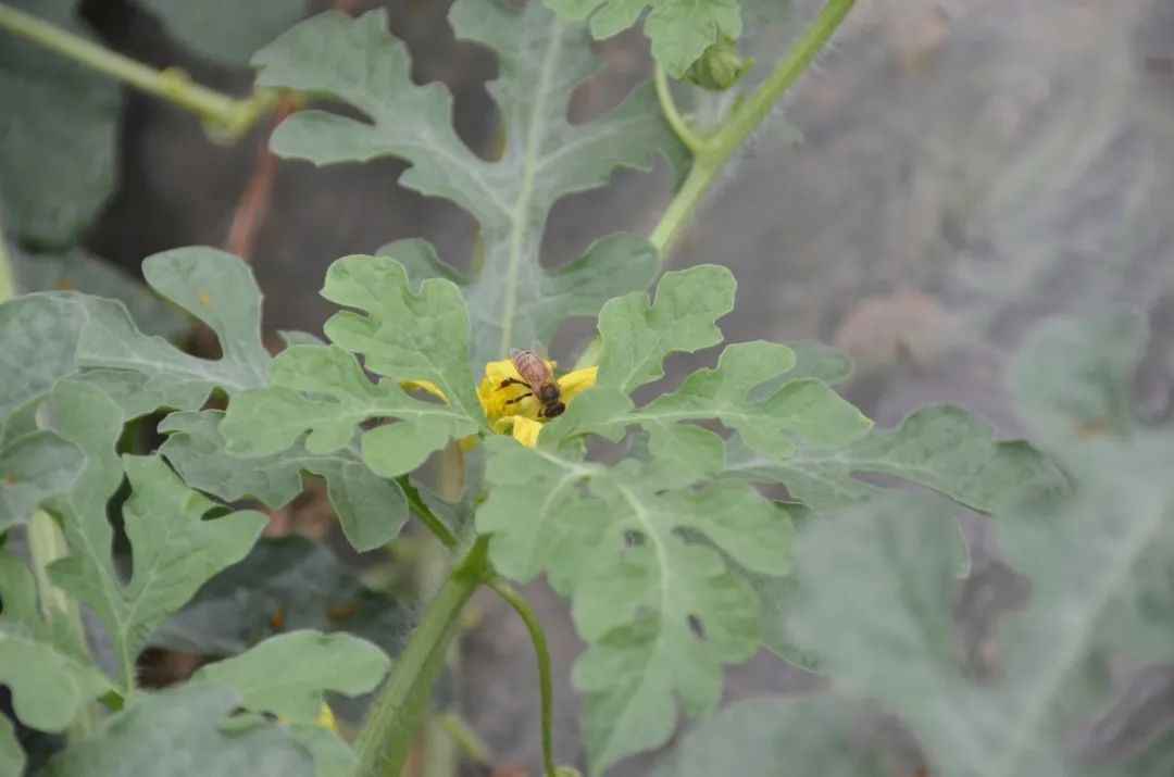 上海南汇8424西瓜5月1日上市 一只装70元