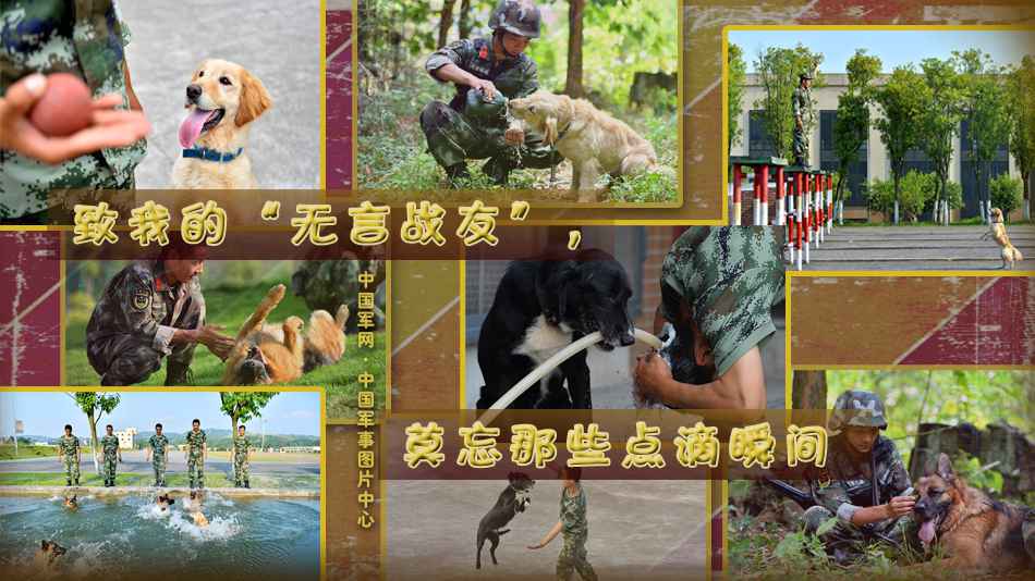 致我的“无言战友”，莫忘那些点滴瞬间