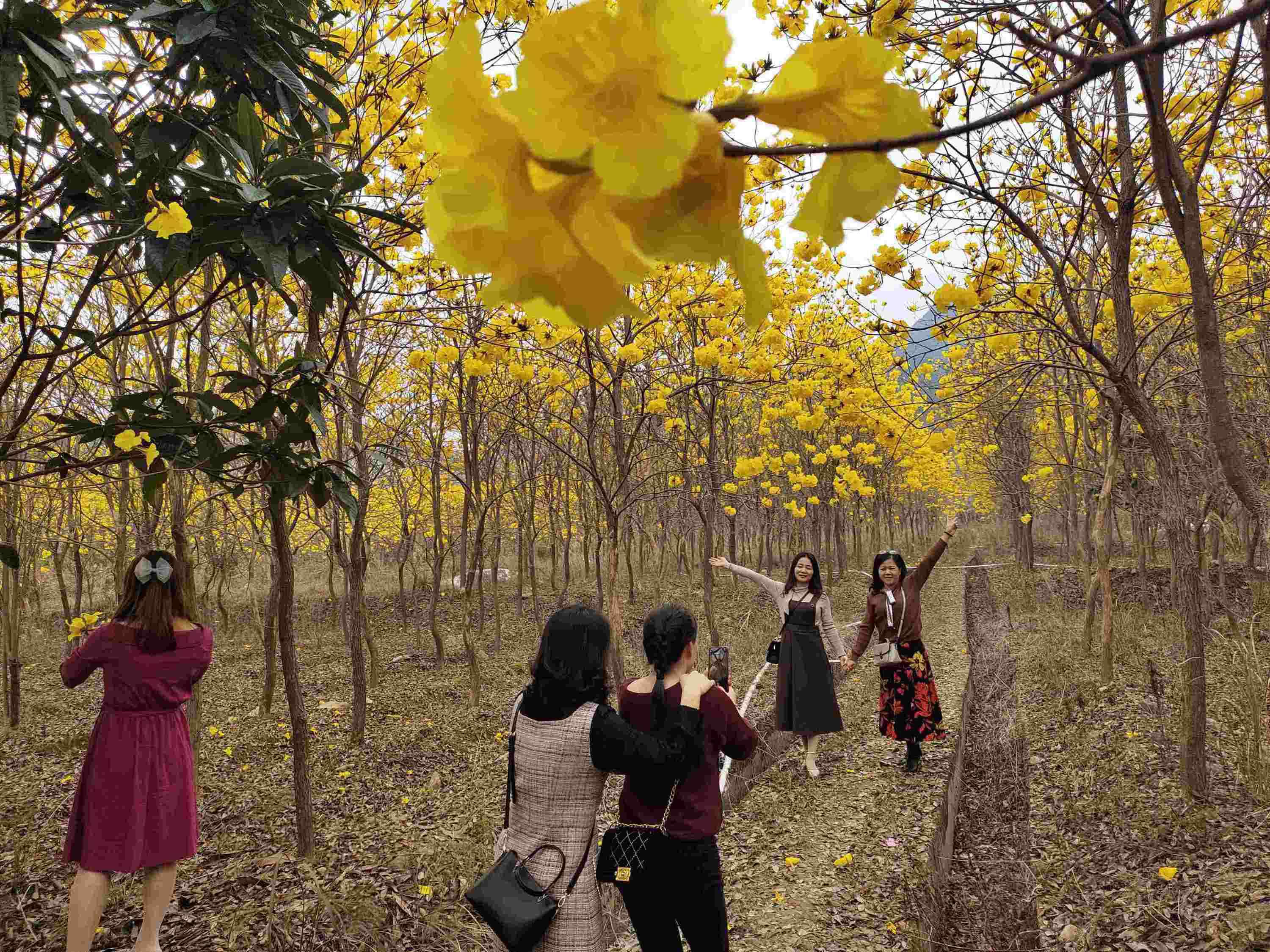 【村子振兴】河源高莞镇：以文化振兴促进村子振兴