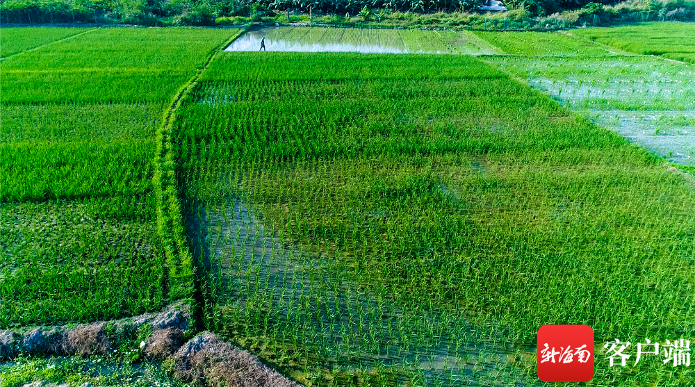 海水稻吃起来不咸！袁隆平团队将启动海水稻财富化推广