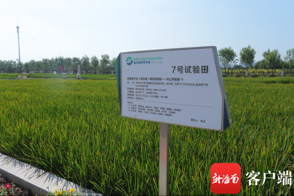 海水稻吃起来不咸！袁隆平团队将启动海水稻财富化推广