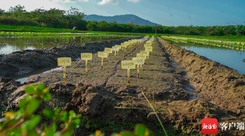 海水稻吃起来不咸！袁隆平团队将启动海水稻财富化推广