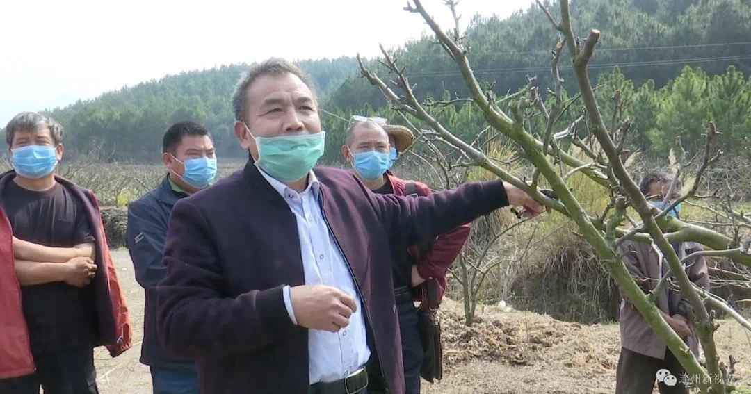 【脱贫攻坚】水晶梨财富带起扶贫后劲 贫困户返岗保障不变脱贫