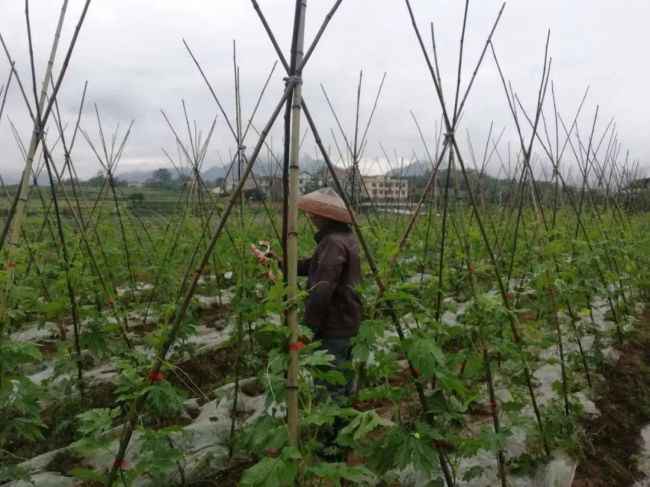 “平”语近人 | 打响品牌农业，湖南特色农业小镇抖擞新活力