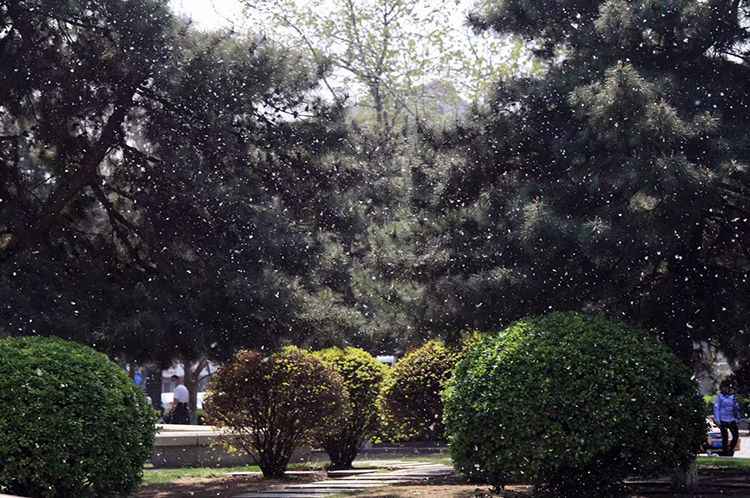 实拍 | 它来了！北京白“雪”飘飘 飞絮期已至