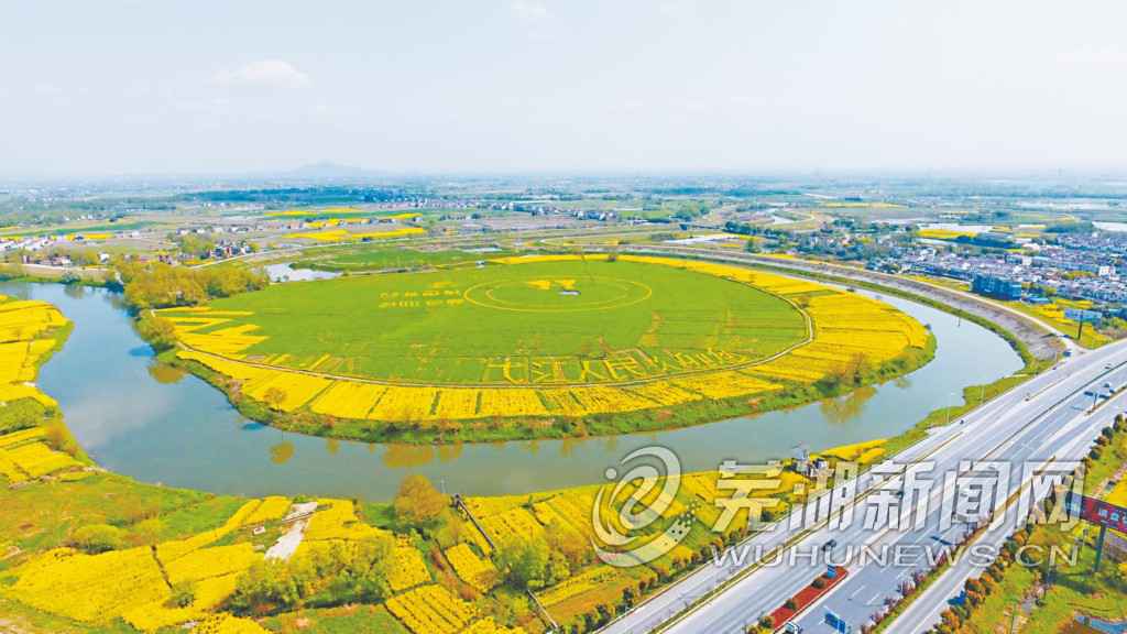 这里的500亩紫云英着花了