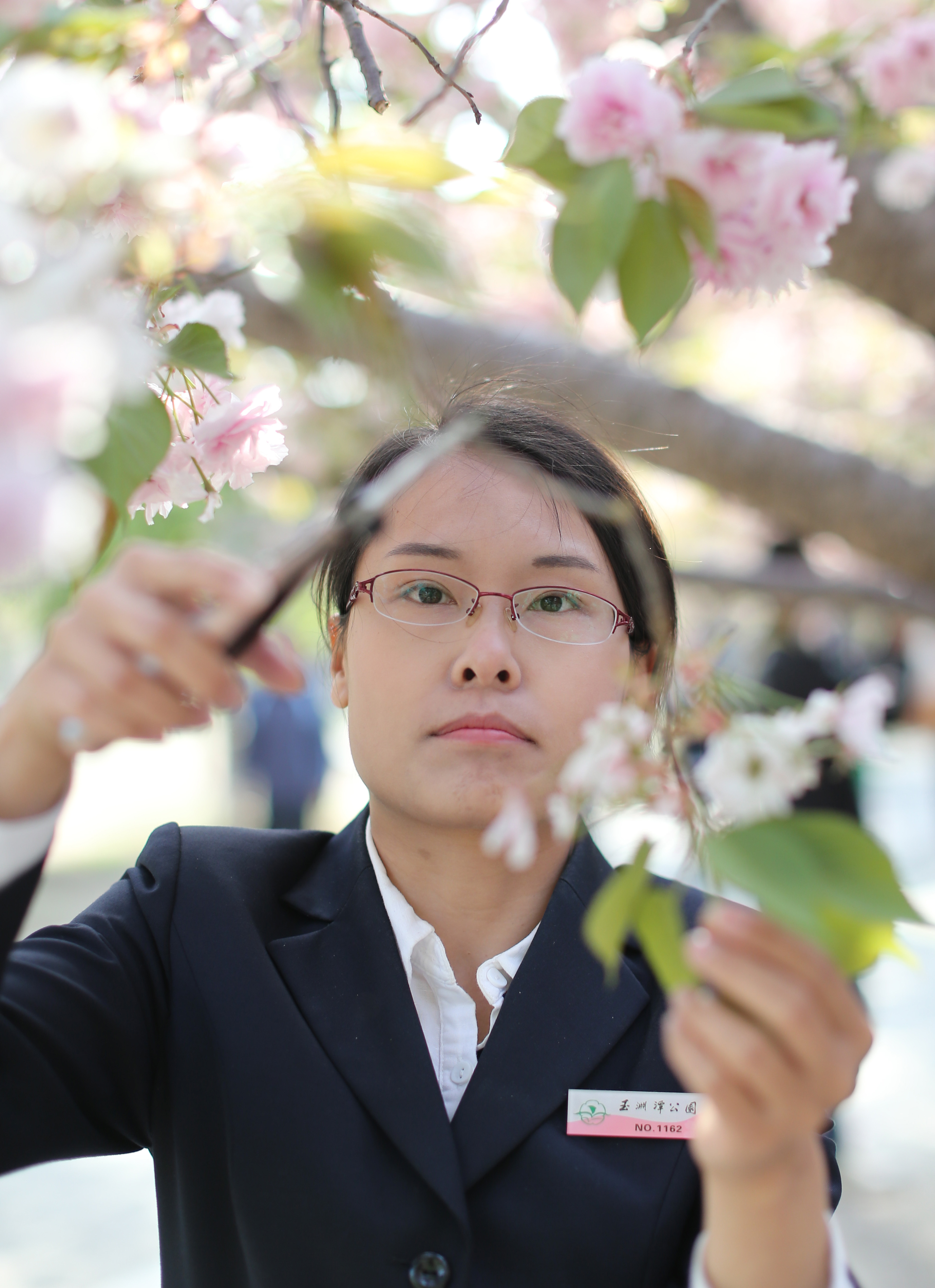 玉渊潭有个育樱小分队 ：把樱花最美的一面留给旅客