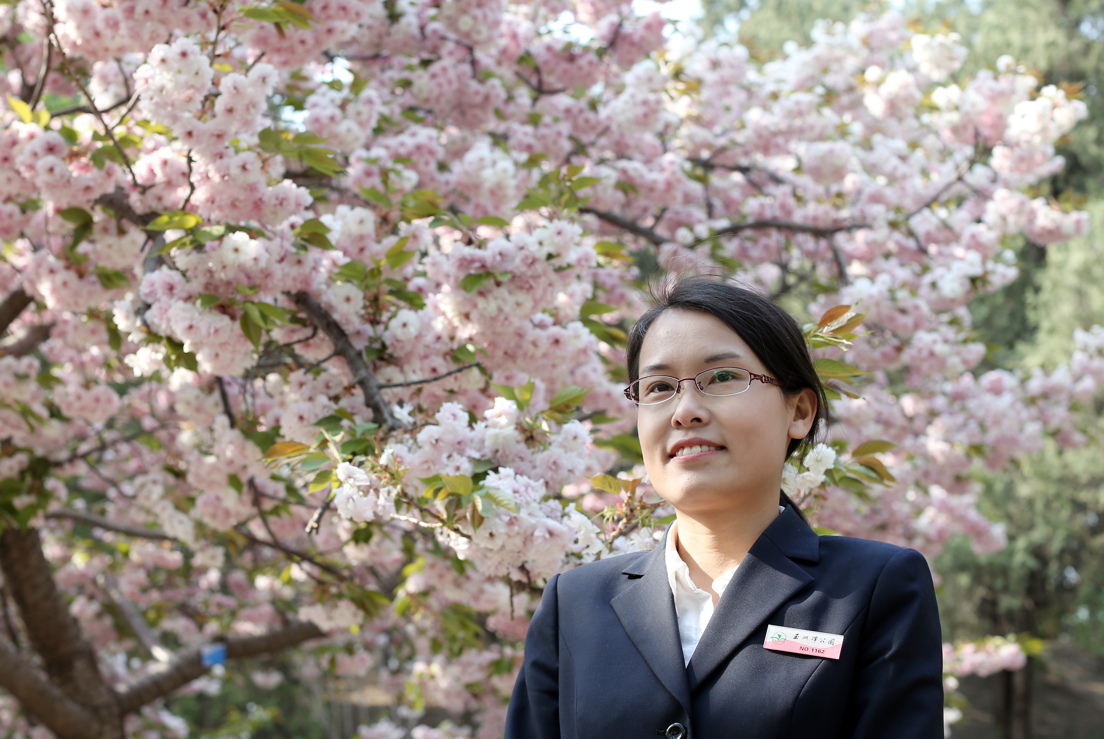 玉渊潭有个育樱小分队 ：把樱花最美的一面留给旅客