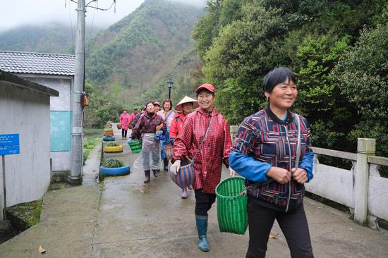 淳安“巾帼帮帮团”：“抢”春茶 解民忧
