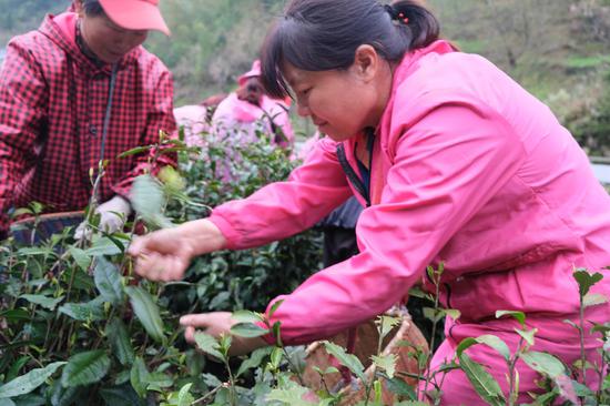 淳安“巾帼帮帮团”：“抢”春茶 解民忧