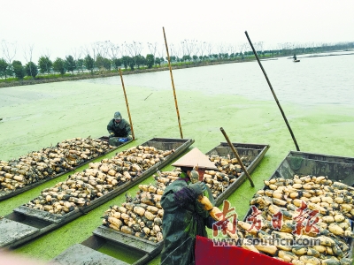 南边+直播为湖北莲藕“带货” 助力湖北特色农产物走进大湾区