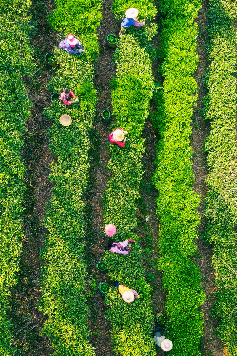 【榜样力量】酝酿“重出江湖” 梅州蕉特茶从“芯”出发