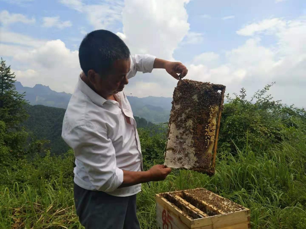 白日树：在村子振兴路上尽力格斗 让各人把日子越过越“甜蜜”