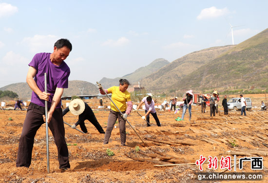 广西桂林市平乐县财富增收农事忙