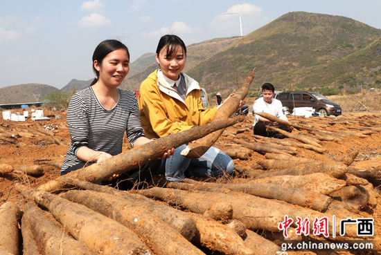 广西桂林市平乐县财富增收农事忙