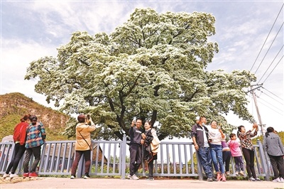 3000人周末奔北京密云赏“流苏王”