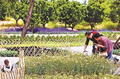 北京首次实验“公园种菜”