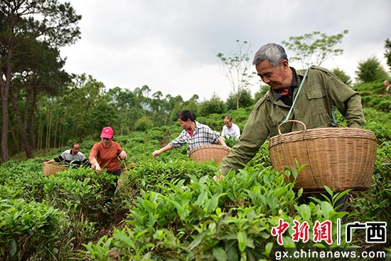 广西上思：凤凰山下的“绿茶梦”
