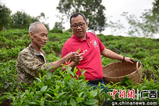 广西上思：凤凰山下的“绿茶梦”