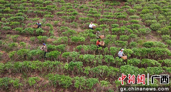 广西上思：凤凰山下的“绿茶梦”